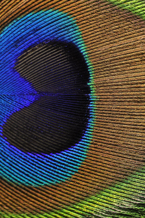 Dr. Vanessa Varriano's peacock feather